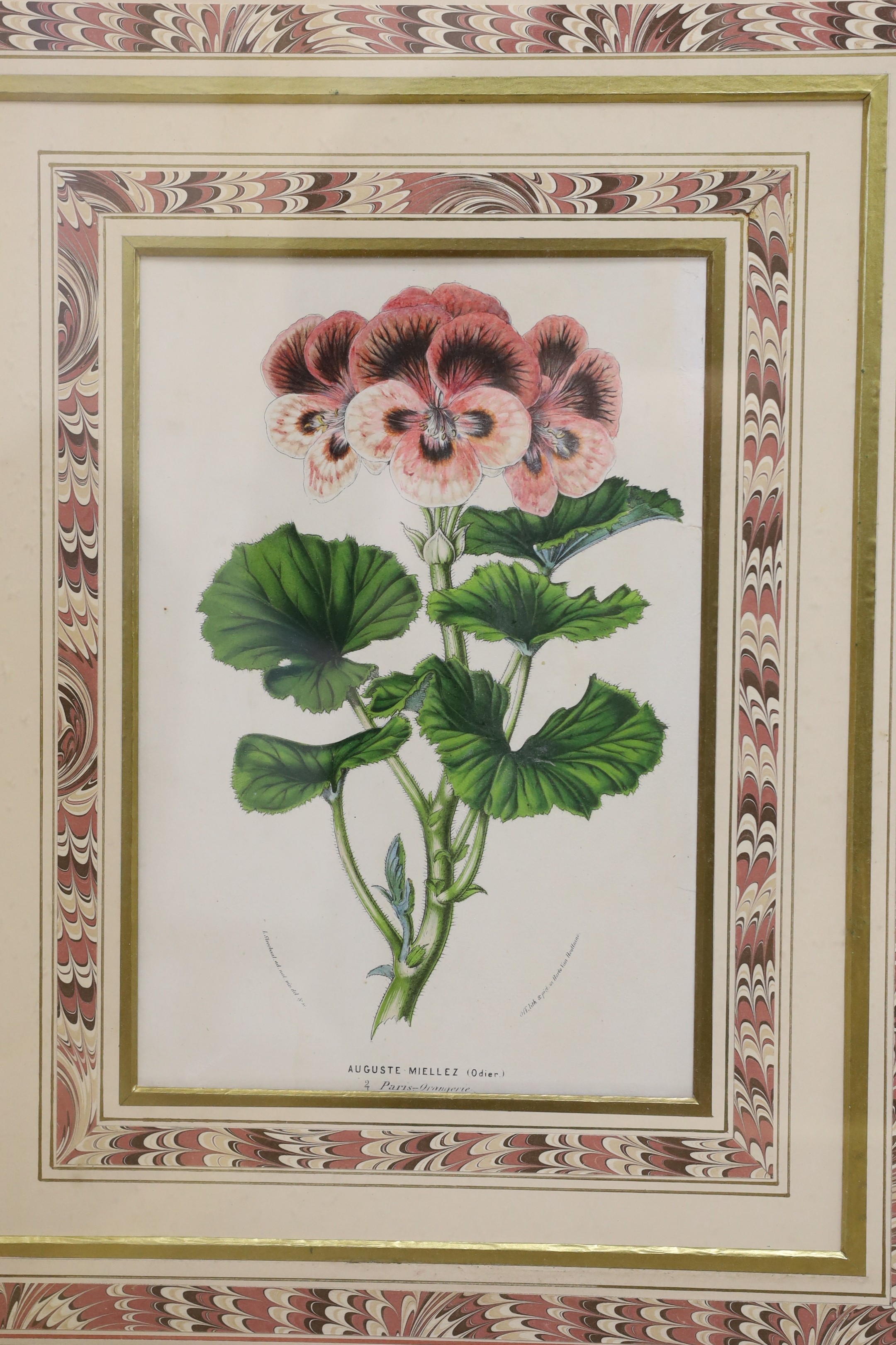 A set of four Victorian hand coloured lithographs of exotic garden flowers, 23 x 15cm